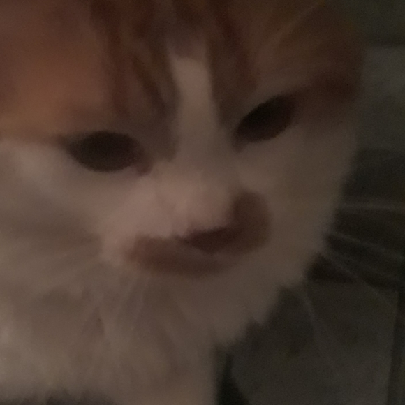 Cat - Picture 3 of 4